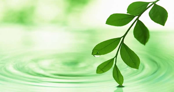 栄養療法の歴史