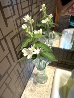 �t�����[�A�����W�����g