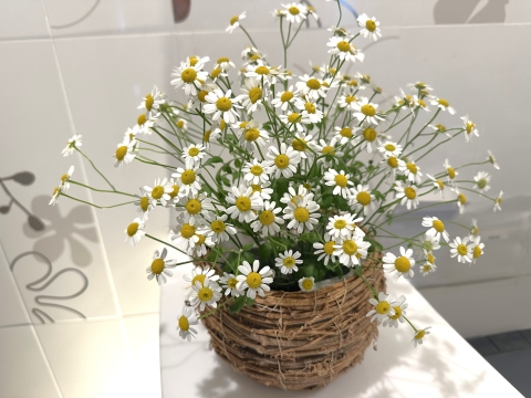 �t�����[�A�����W�����g